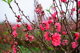 Geographical location and natural resources of Hanoi (part 5)